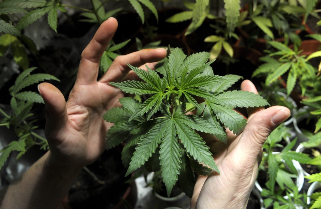 Convocan a una Red Intersectorial del Cannabis: realizarán un relevamiento en Entre Ríos